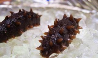 怎样的海参才是好海参 怎样的海参才是好海参