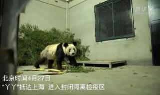 丫丫回国先到上海检疫