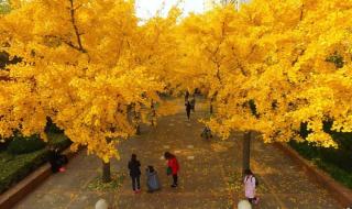 你喜欢银杏吗下一句怎么接