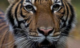 无症状吗 新冠痊愈多久不传染