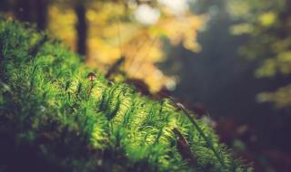 冬日暖阳岁月静好诗句